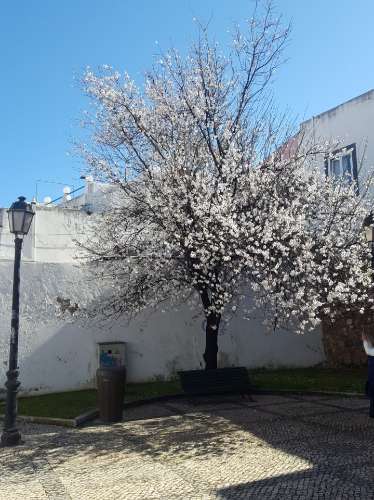 Terreno com projeto para construção de 80 apartamentos - Olhão, Algarve