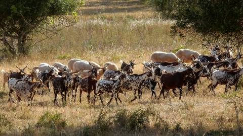 Terreno com projeto para construção de 80 apartamentos - Olhão, Algarve
