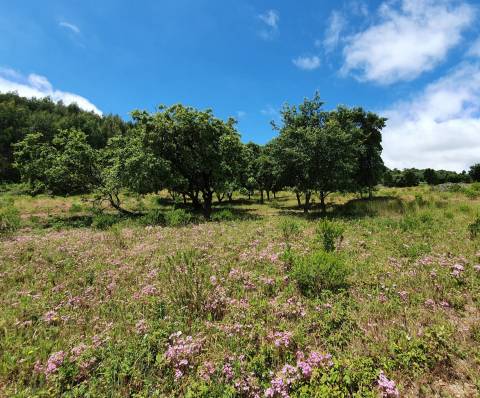 Ruína com construção até 700m2!