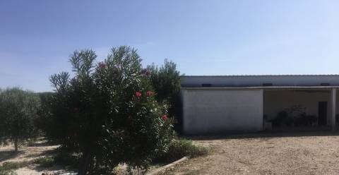 Quinta com piscina em Torrao 15 hectares