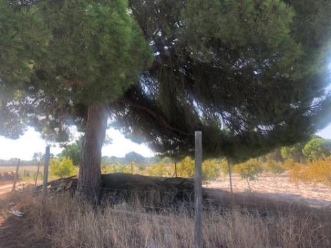 Quinta com piscina em Torrao 15 hectares