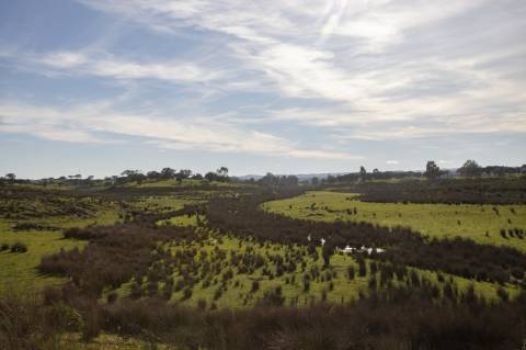 Terreno Rústico em Ourique