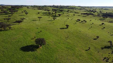 Terreno Rústico em Ourique