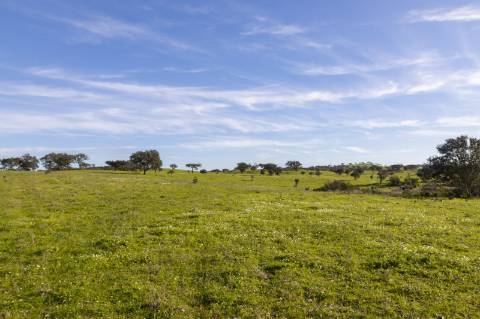 Terreno Rústico em Ourique