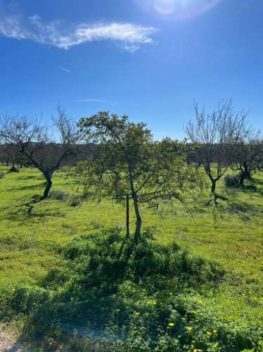 Quinta com ruína para recuperar em Albufeira