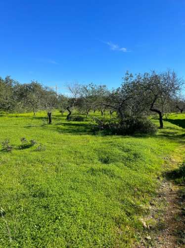 Quinta com ruína para recuperar em Albufeira