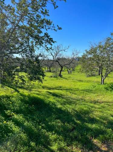 Quinta com ruína para recuperar em Albufeira