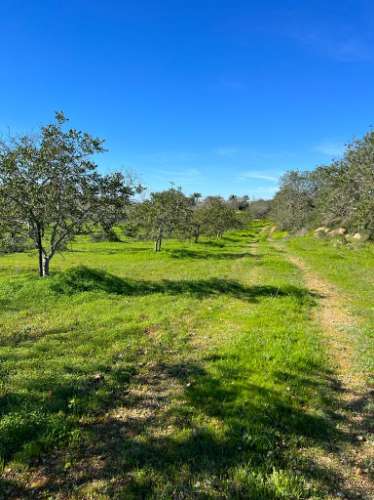Quinta com ruína para recuperar em Albufeira