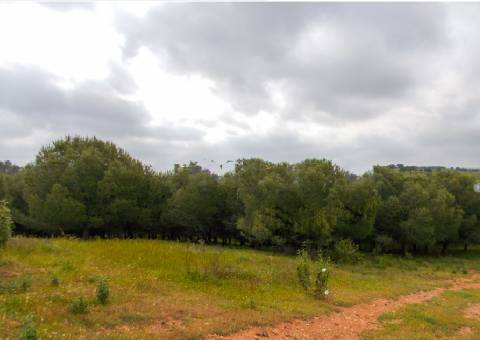 Herdade perto da serra de Serpa. 
Esta herdade de 60 hectares é abundante em sobreiros e pinheiros, bem como excelentes terrenos para a plantação de medronho.