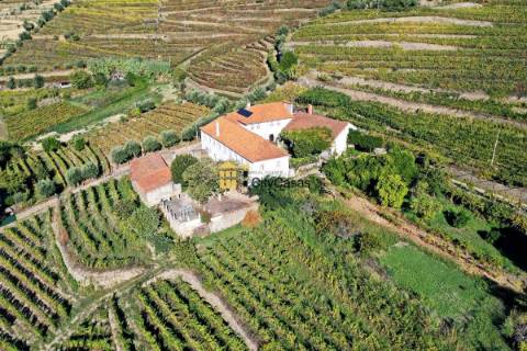 Quinta no Douro Vinhateiro com 15,6 hectares