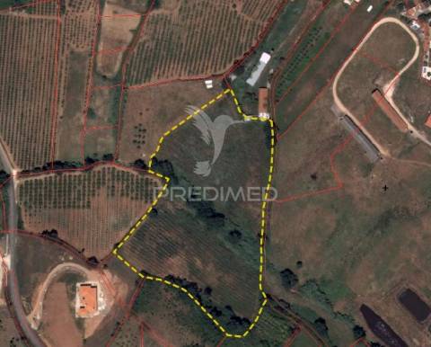 Terreno rústico com 2,48ha no cadaval