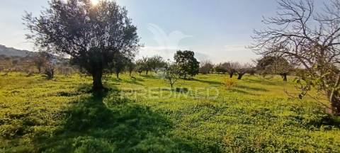 Terreno rustico de 7.320m2 em cabanas, palmela