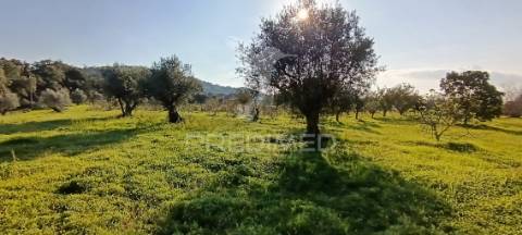 Terreno rustico de 7.320m2 em cabanas, palmela