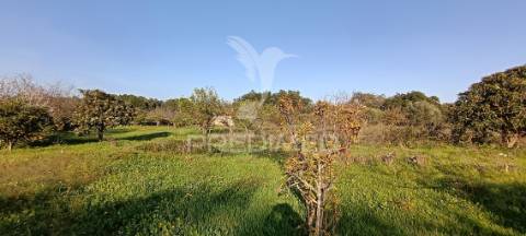 Terreno rustico de 7.320m2 em cabanas, palmela