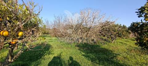 Terreno rustico de 7.320m2 em cabanas, palmela