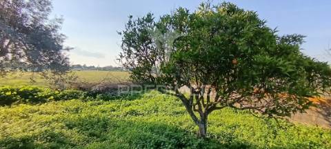 Terreno rustico de 7.320m2 em cabanas, palmela