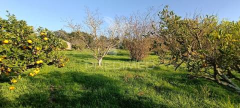 Terreno rustico de 7.320m2 em cabanas, palmela