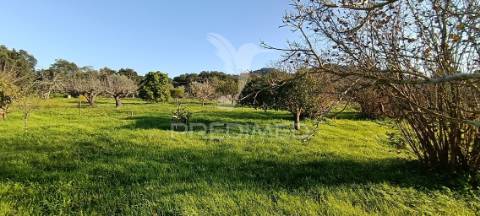 Terreno rustico de 7.320m2 em cabanas, palmela