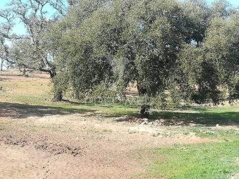 Monte no litoral alentejano com casa para recuperar