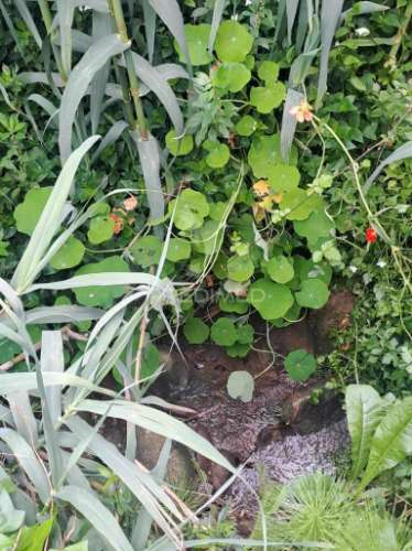 Terreno rústico c/ 7080m2  - cadaval