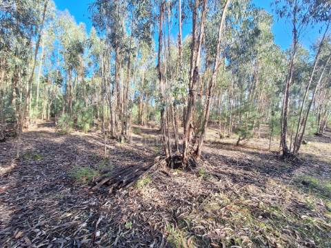 Terreno rústico com parcela urbana, casal sentista, torres novas