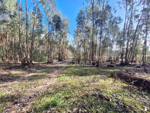Terreno rústico com parcela urbana, casal sentista, torres novas