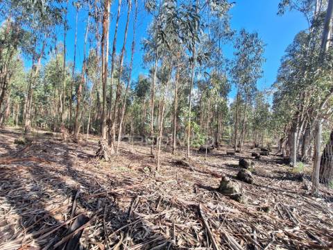 Terreno rústico com parcela urbana, casal sentista, torres novas