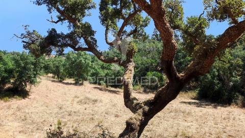 Herdade com 36,9000 ha a 3 km do pego das pias