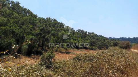 Herdade com 36,9000 ha a 3 km do pego das pias