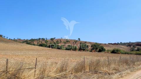 Herdade com 36,9000 ha a 3 km do pego das pias
