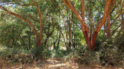 Herdade com 36,9000 ha a 3 km do pego das pias