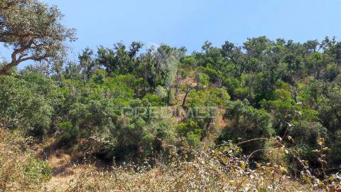 Herdade com 36,9000 ha a 3 km do pego das pias