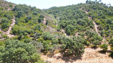 Herdade com 36,9000 ha a 3 km do pego das pias