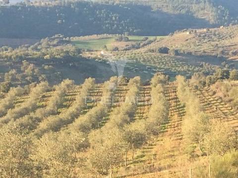 Quinta trás dos montes