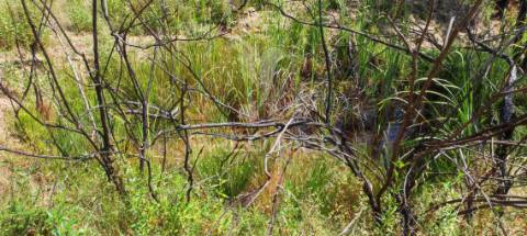 Quinta com 9,6750 ha a 25 km da praia da zambujeira