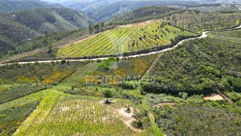 Propriedade com 20,8750 ha a 18 km da zambujeira do mar