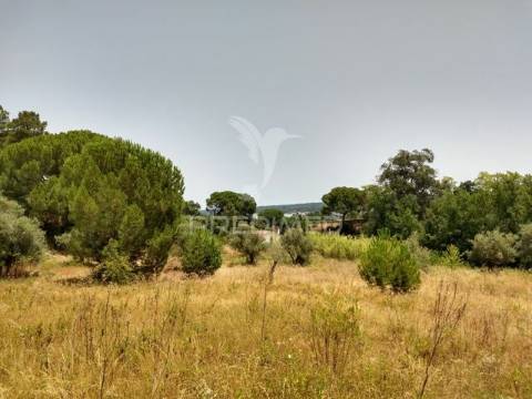 Terreno rústico com 3750m2 em montargil