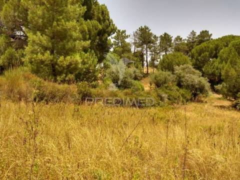 Terreno rústico com 3750m2 em montargil