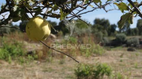 Terreno rústico reguengo- portalegre