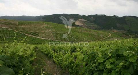 Quinta de turismo rural na zona demarcada do douro