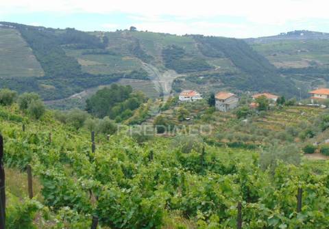 Quinta de turismo rural na zona demarcada do douro