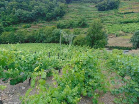 Quinta de turismo rural na zona demarcada do douro