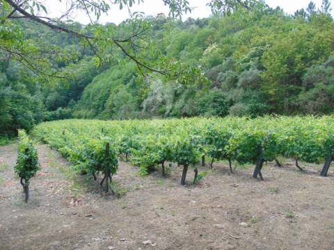 Quinta de turismo rural na zona demarcada do douro