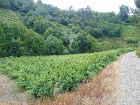 Quinta de turismo rural na zona demarcada do douro