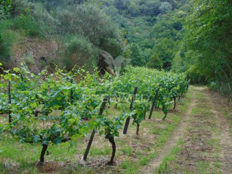 Quinta de turismo rural na zona demarcada do douro
