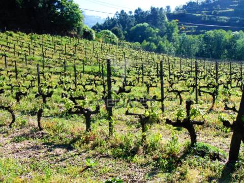 Quinta de turismo rural na zona demarcada do douro