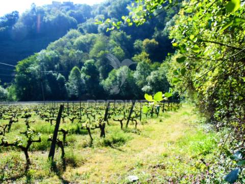 Quinta de turismo rural na zona demarcada do douro