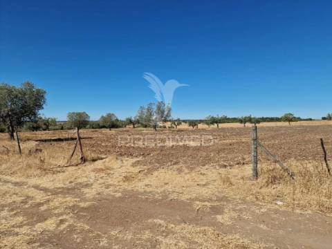 Terreno rustico - torrão