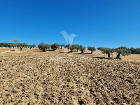 Terreno rustico - torrão