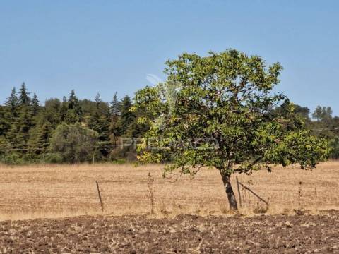 Terreno rustico - torrão